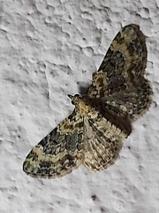 Eupithecia pulchellata