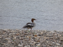 Mergus merganser