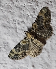 Eupithecia pulchellata