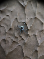 Maeota dichrura