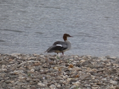 Mergus merganser