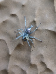 Maeota dichrura