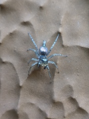 Maeota dichrura