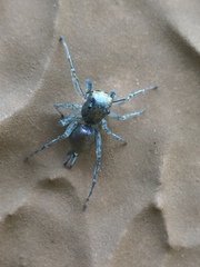Maeota dichrura