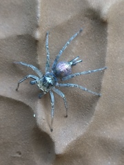 Maeota dichrura