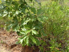 Image of Quercus falcata