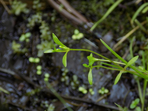 Montia fontana iNat (1)