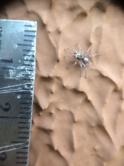 Maeota dichrura