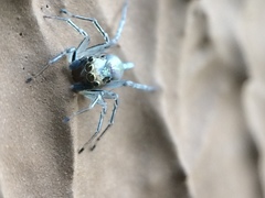 Maeota dichrura