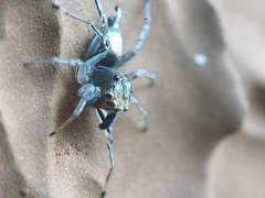 Maeota dichrura