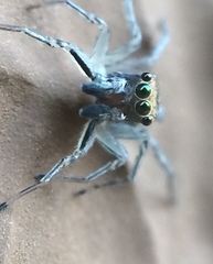 Maeota dichrura