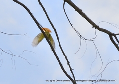 Myiodynastes luteiventris