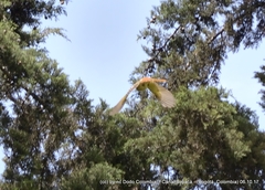 Myiodynastes luteiventris