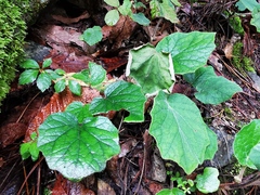 Roldana sundbergii