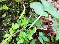 Peperomia berlandieri