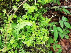 Peperomia berlandieri