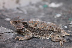Phrynosoma braconnieri