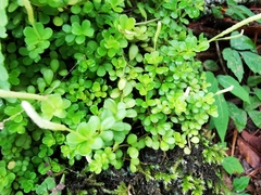 Peperomia berlandieri