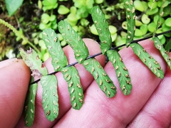 Asplenium resiliens
