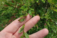 Vaccinium darrowii