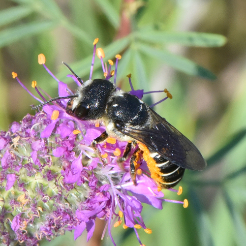 Megachile rugifrons photographed in Indiana