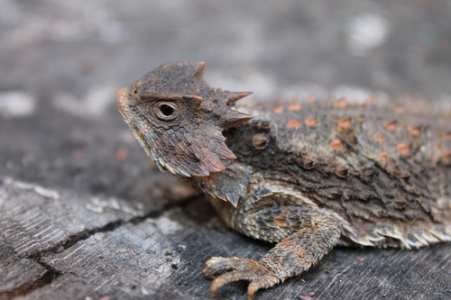 Short-tail Horned Lizard