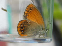 Coenonympha