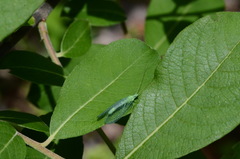 Chrysopa chi