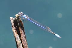 Enallagma semicirculare