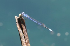 Enallagma semicirculare