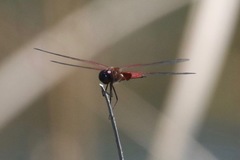 Tramea insularis