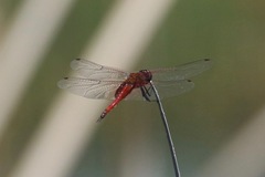 Tramea insularis