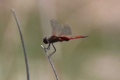 Tramea insularis