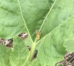 Strauzia longipennis