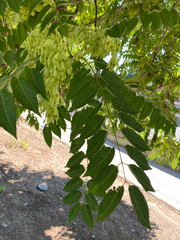 Ailanthus altissima