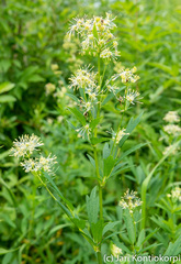 Thalictrum flavum