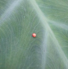 Eupanacra elegantulus