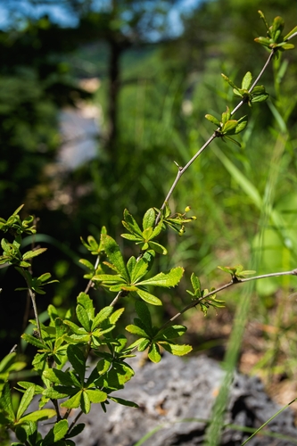 Image of Berberis canadensis by (c) Nathan Aaron, some rights reserved (CC BY)