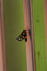 Amata sperbius