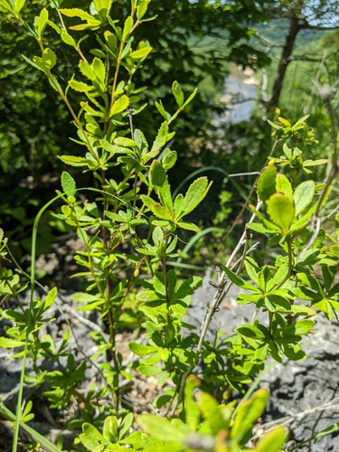 Image of Berberis canadensis by (c) Nathan Aaron, some rights reserved (CC BY)
