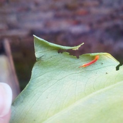 Eupanacra elegantulus