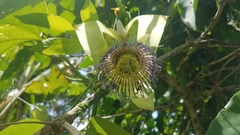 Passiflora platyloba