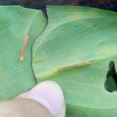 Eupanacra elegantulus