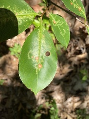 Insecta