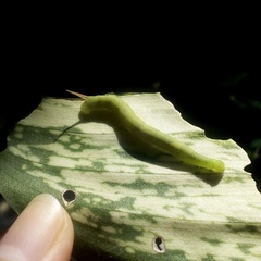 Eupanacra elegantulus