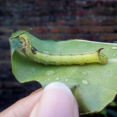 Eupanacra elegantulus