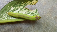 Eupanacra elegantulus