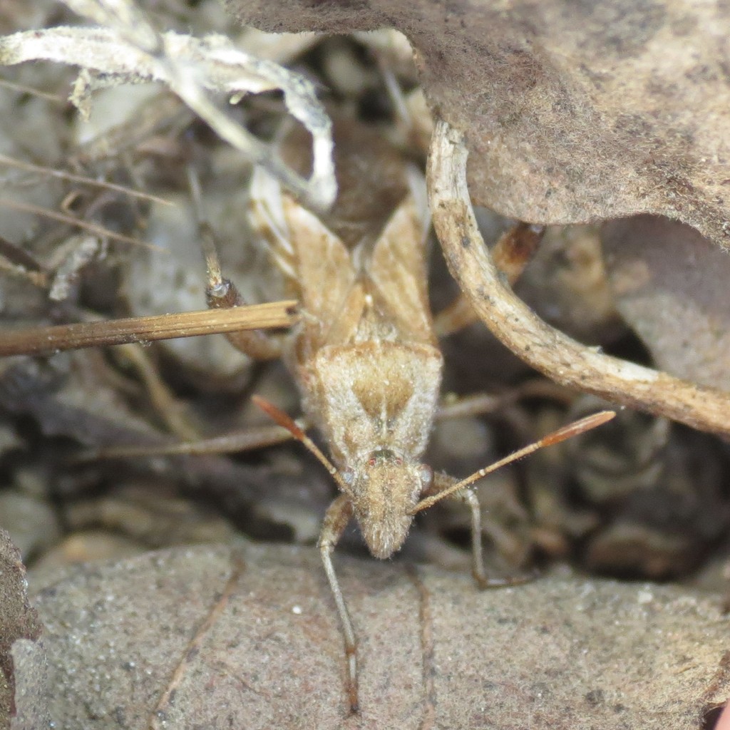 Stachyocnemus