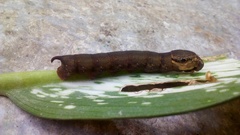 Eupanacra elegantulus