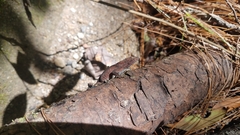 Anolis mccraniei